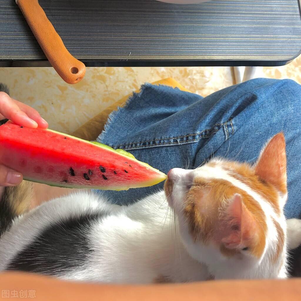 猫可以吃西瓜吗，猫咪不能吃的水果有哪些-梦路生活号