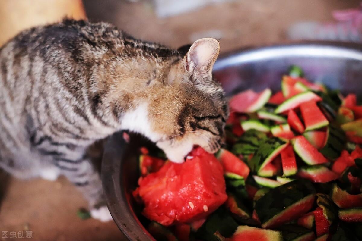 猫可以吃西瓜吗，猫咪不能吃的水果有哪些-梦路生活号