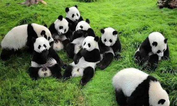 大熊猫为什么被视为中国国宝（大熊猫成为国宝的原因）-梦路生活号