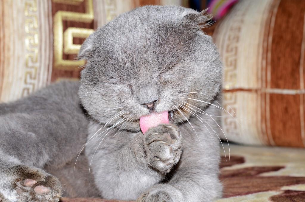 猫咪呼噜呼噜是什么意思，猫咪为什么会发出咕噜声-梦路生活号