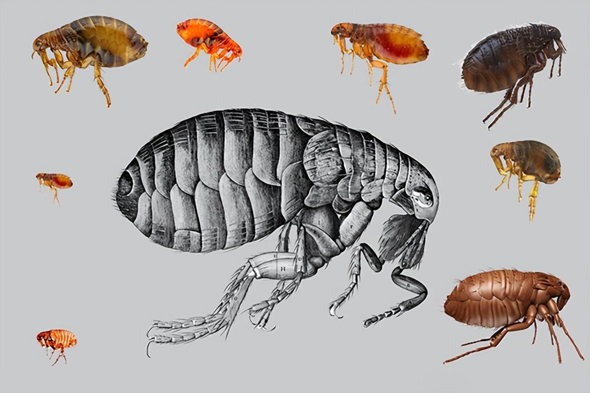 杀虫剂可以杀死跳蚤吗（跳蚤怎么彻底消灭的方法分享）-梦路生活号