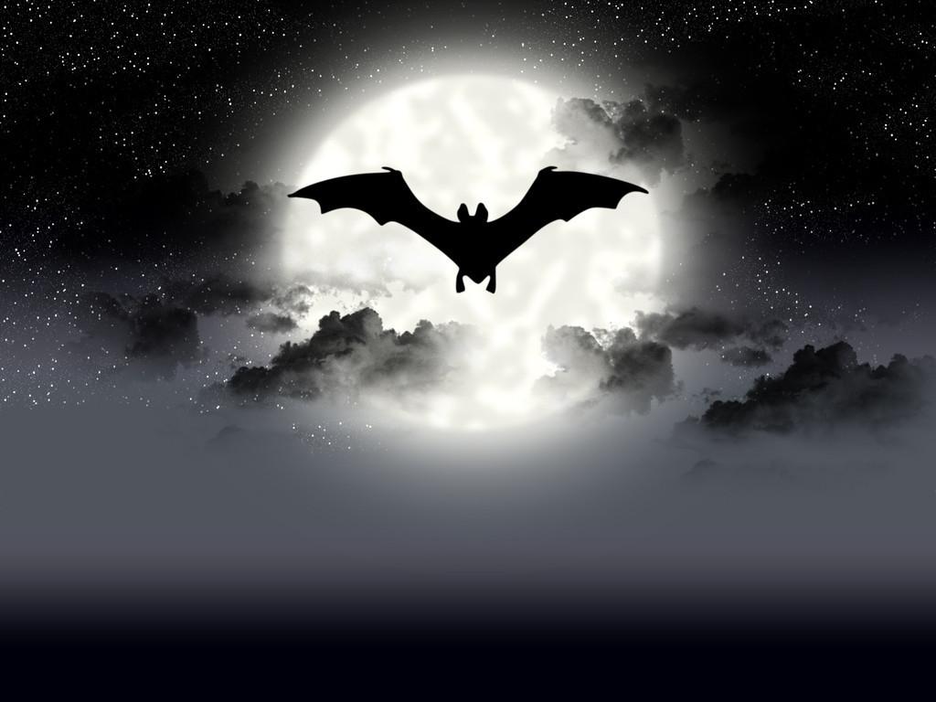蝙蝠是益虫还是害虫（蝙蝠是危险的动物吗为什么）-梦路生活号