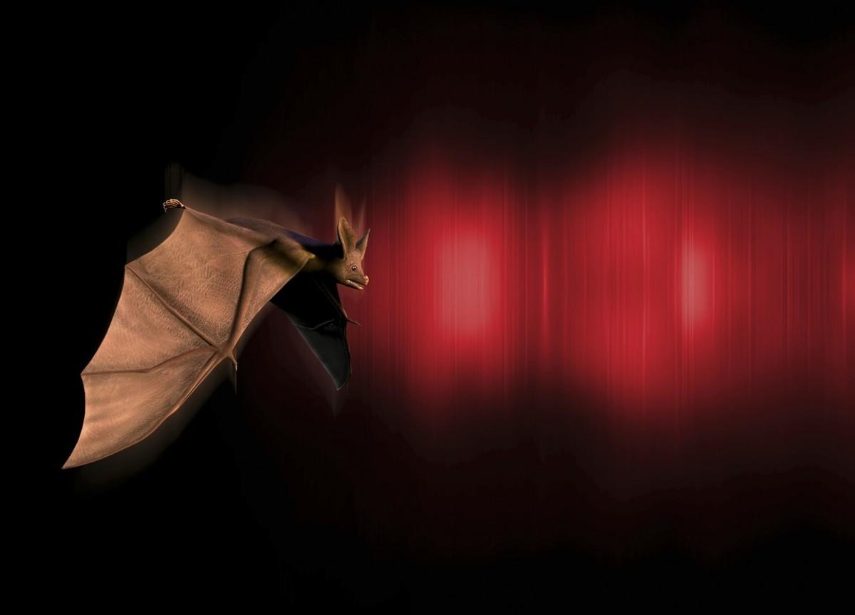 蝙蝠是益虫还是害虫（蝙蝠是危险的动物吗为什么）-梦路生活号