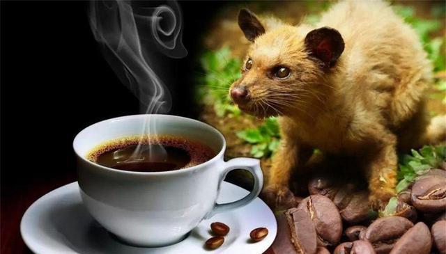 猫屎咖啡真的是猫屎吗，猫屎咖啡原产地是哪个国家-梦路生活号