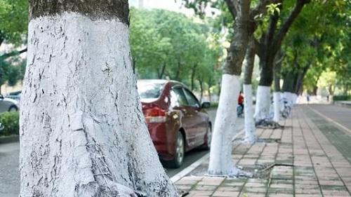 树干为什么常常刷成白色（树干涂白色是什么作用）-梦路生活号