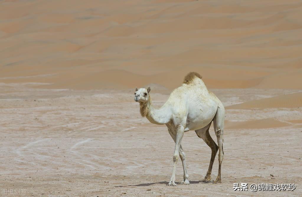 骆驼的驼峰里面主要储存的是什么（骆驼的驼峰可以储水吗）-梦路生活号