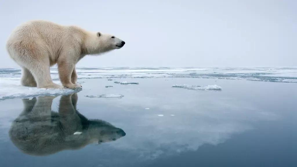 南极有北极熊吗（为什么南极没有北极熊）-梦路生活号