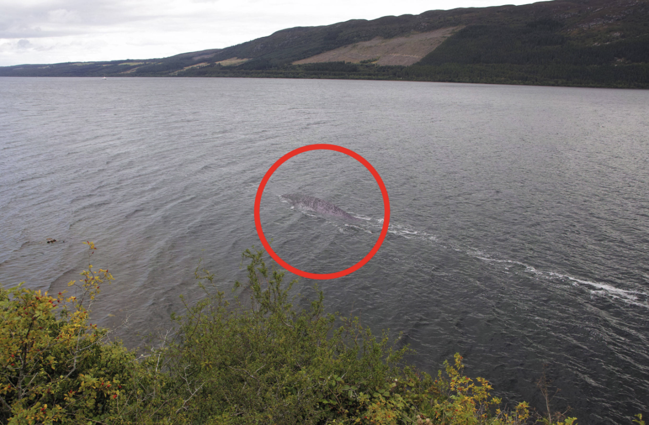 尼斯湖水怪真的存在吗（神秘的深海巨兽还是地球上的未知生物）-梦路生活号
