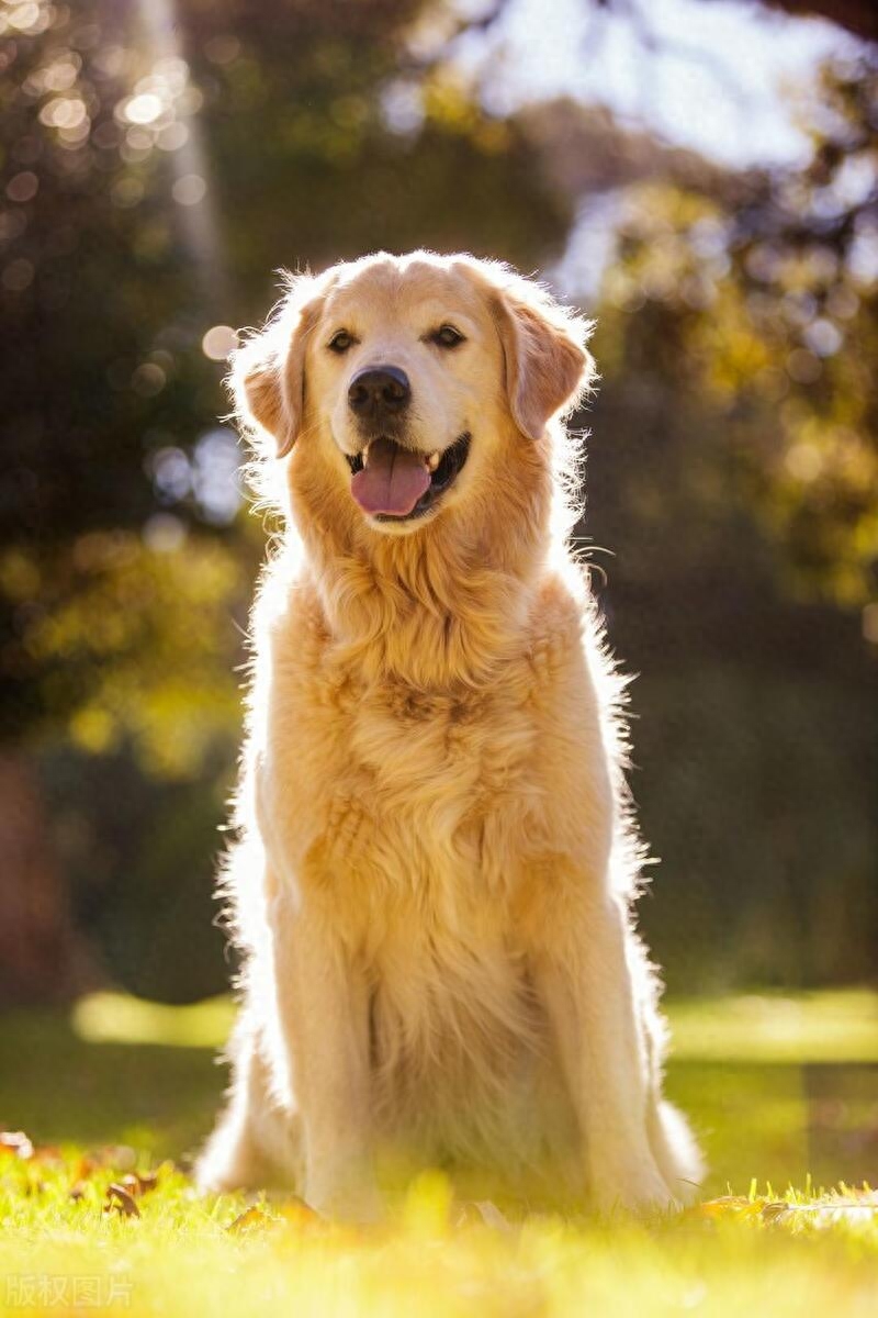 世界上智商最高的狗排行榜（盘点十大高智商犬种）-梦路生活号