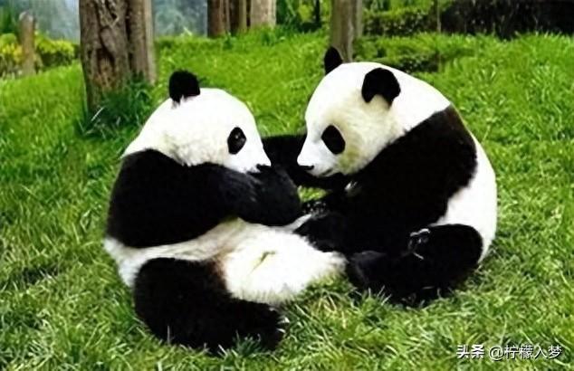 大熊猫为什么是国宝（大熊猫国宝的由来）-梦路生活号