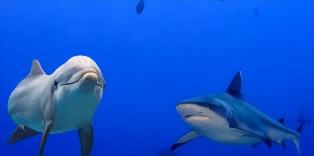 为什么鲨鱼怕海豚，鲨鱼对海豚竟然又爱又恨-梦路生活号