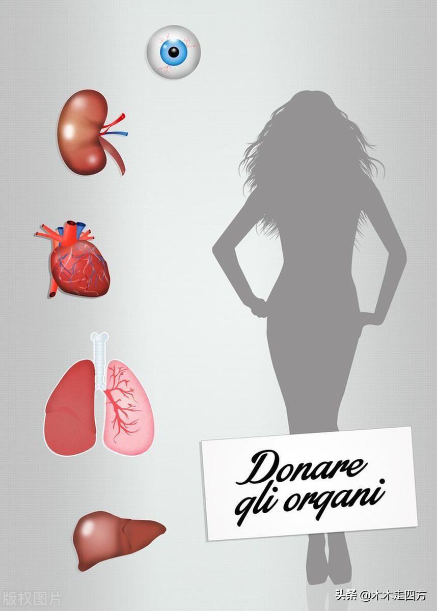 千万不要申请器官捐献（为什么许多人反对器官捐献）-梦路生活号