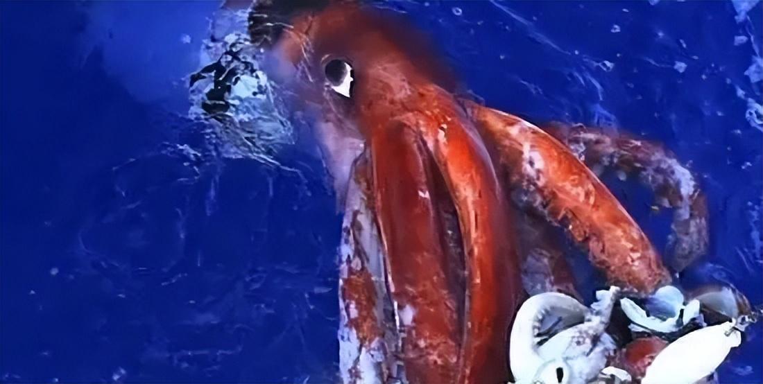 抹香鲸的天敌是谁，抹香鲸与它的对头深海巨怪大王乌贼-梦路生活号