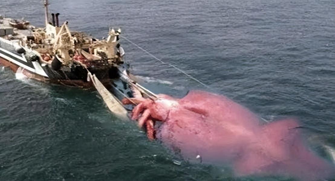 抹香鲸的天敌是谁，抹香鲸与它的对头深海巨怪大王乌贼-梦路生活号