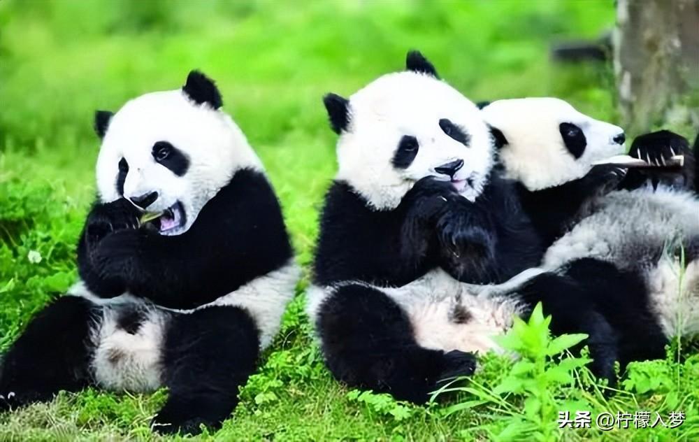 大熊猫为什么是国宝（大熊猫国宝的由来）-梦路生活号